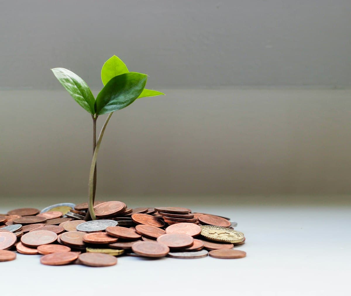 Green plant growing from a pile of coins, showing how money grows with compound interest